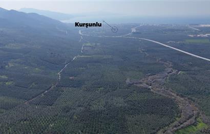 C21 Cius;Engürücük'de Satılık 1813 m² Bakımlı Zeytinlik