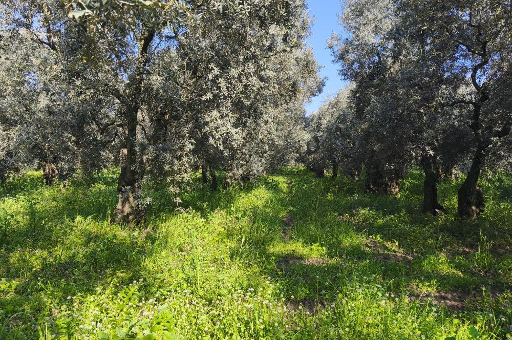 C21 Cius;Engürücük'de Satılık 1813 m² Bakımlı Zeytinlik