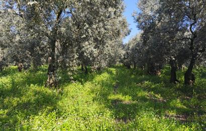 C21 Cius;Engürücük'de Satılık 1813 m² Bakımlı Zeytinlik