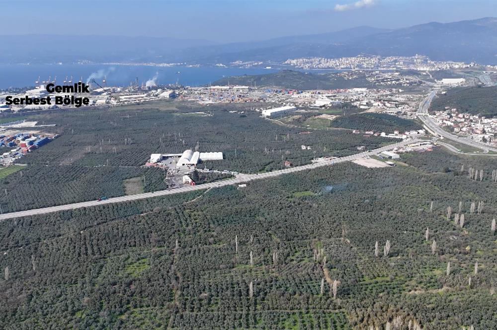 C21 Cius;Engürücük'de Satılık 1813 m² Bakımlı Zeytinlik