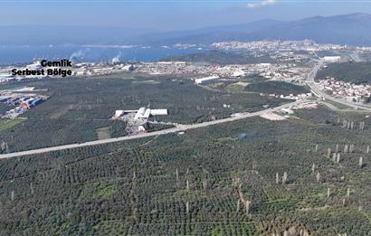 C21 Cius;Engürücük'de Satılık 1813 m² Bakımlı Zeytinlik