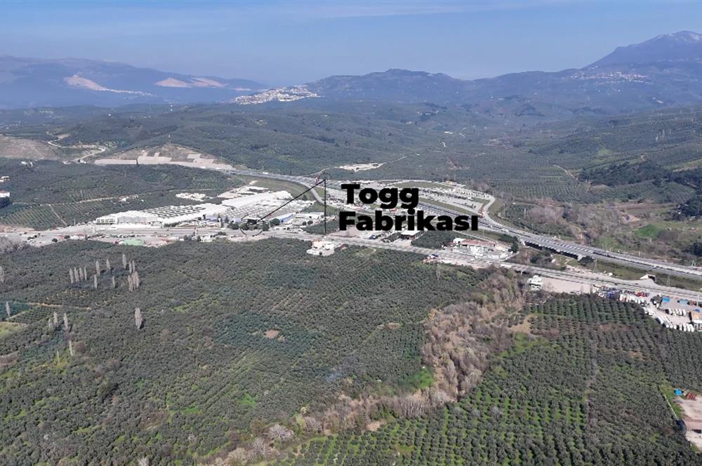 C21 Cius;Engürücük'de Satılık 1813 m² Bakımlı Zeytinlik