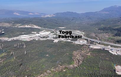 C21 Cius;Engürücük'de Satılık 1813 m² Bakımlı Zeytinlik