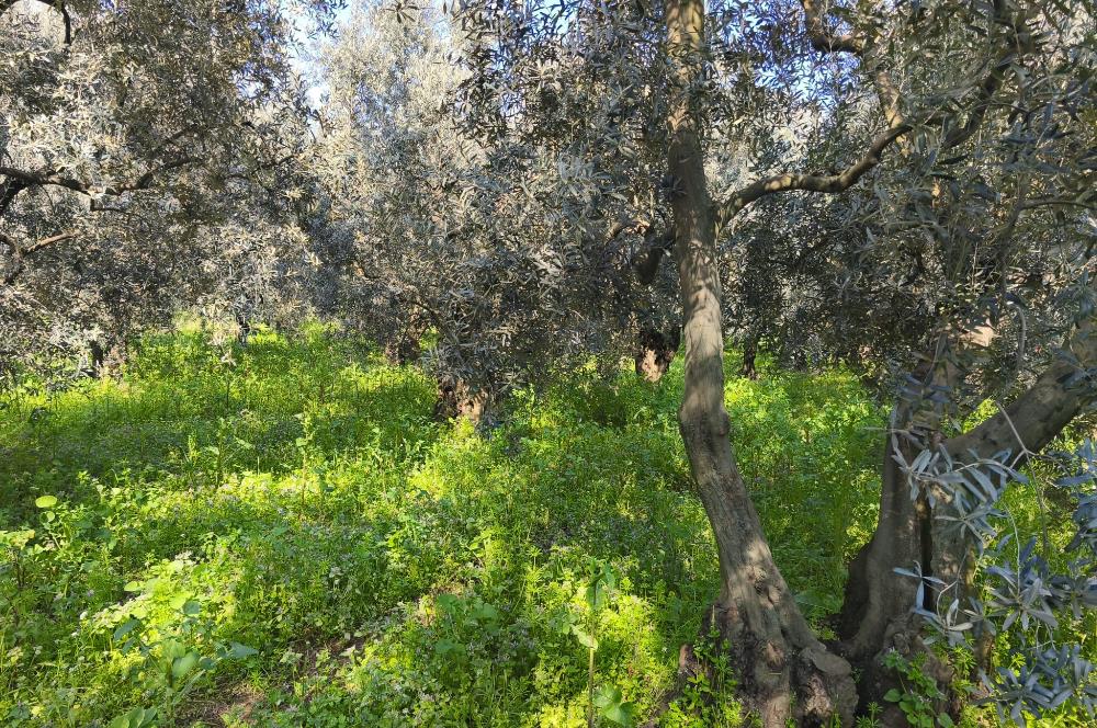 C21 Cius;Engürücük'de Satılık 1813 m² Bakımlı Zeytinlik