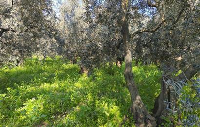 C21 Cius;Engürücük'de Satılık 1813 m² Bakımlı Zeytinlik