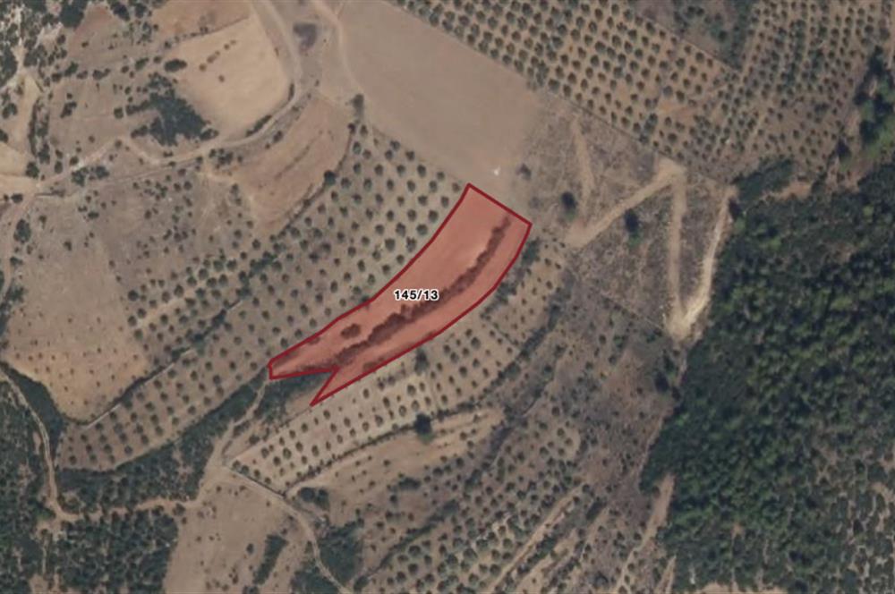 Muğla Yatağan Satılık 3.368 m2 Tarla