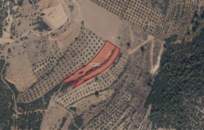 Muğla Yatağan Satılık 3.368 m2 Tarla