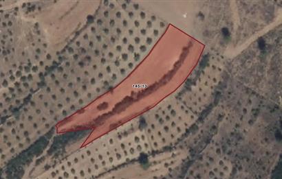 Muğla Yatağan Satılık 3.368 m2 Tarla