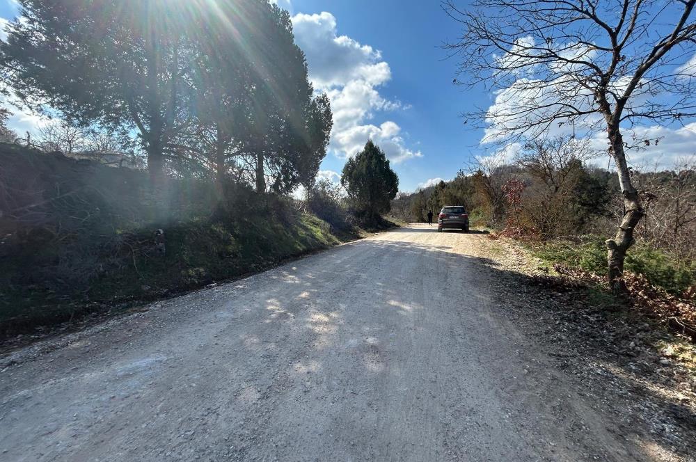 C21 BAL'DAN DURSUNBEY/KARAPINAR MAHALLESİ SATILIK CEVİZLİK