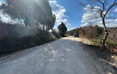 C21 BAL'DAN DURSUNBEY/KARAPINAR MAHALLESİ SATILIK CEVİZLİK