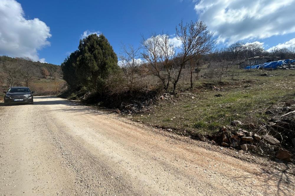 C21 BAL'DAN DURSUNBEY/KARAPINAR MAHALLESİ SATILIK CEVİZLİK