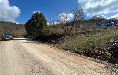 C21 BAL'DAN DURSUNBEY/KARAPINAR MAHALLESİ SATILIK CEVİZLİK