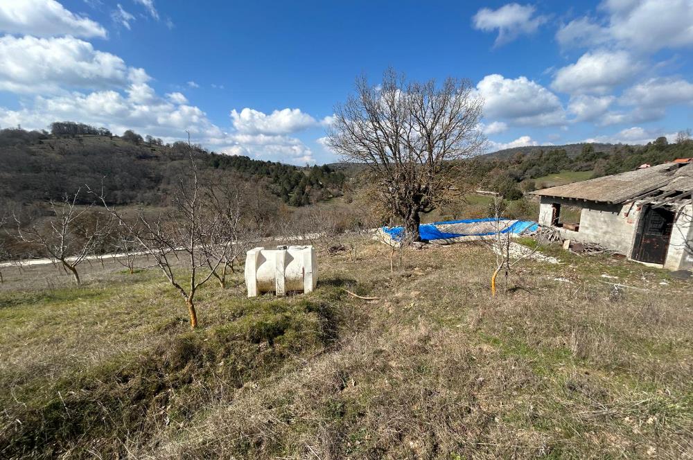 C21 BAL'DAN DURSUNBEY/KARAPINAR MAHALLESİ SATILIK CEVİZLİK