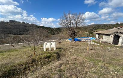 C21 BAL'DAN DURSUNBEY/KARAPINAR MAHALLESİ SATILIK CEVİZLİK