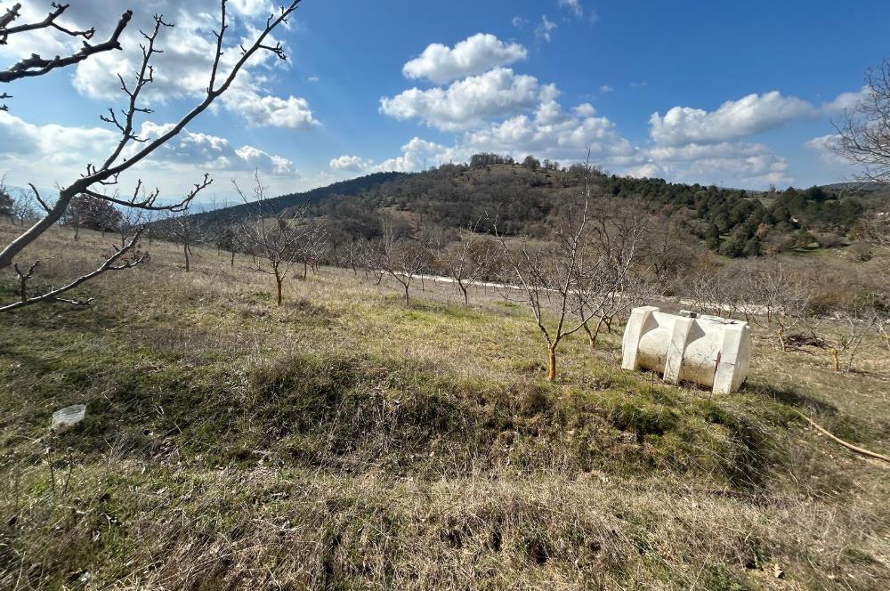 C21 BAL'DAN DURSUNBEY/KARAPINAR MAHALLESİ SATILIK CEVİZLİK