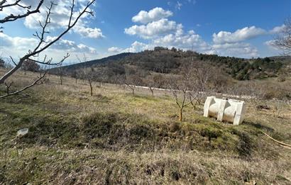 C21 BAL'DAN DURSUNBEY/KARAPINAR MAHALLESİ SATILIK CEVİZLİK