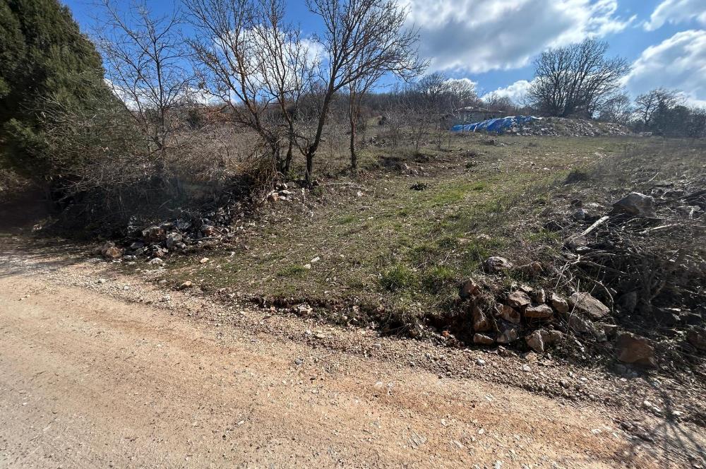 C21 BAL'DAN DURSUNBEY/KARAPINAR MAHALLESİ SATILIK CEVİZLİK