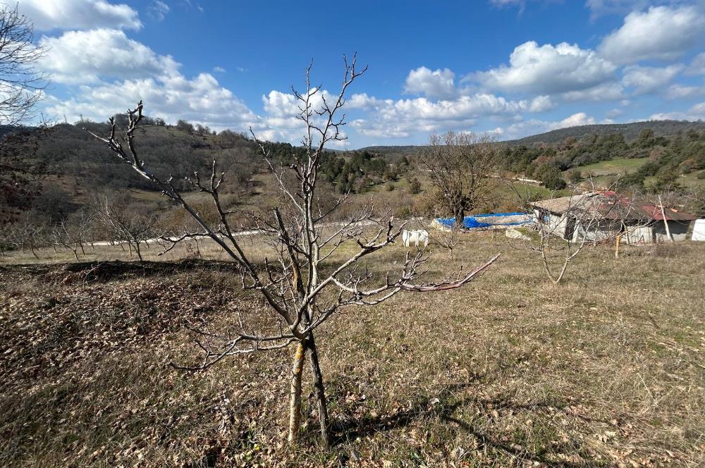 C21 BAL'DAN DURSUNBEY/KARAPINAR MAHALLESİ SATILIK CEVİZLİK