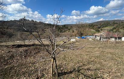 C21 BAL'DAN DURSUNBEY/KARAPINAR MAHALLESİ SATILIK CEVİZLİK