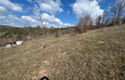 C21 BAL'DAN DURSUNBEY/KARAPINAR MAHALLESİ SATILIK CEVİZLİK