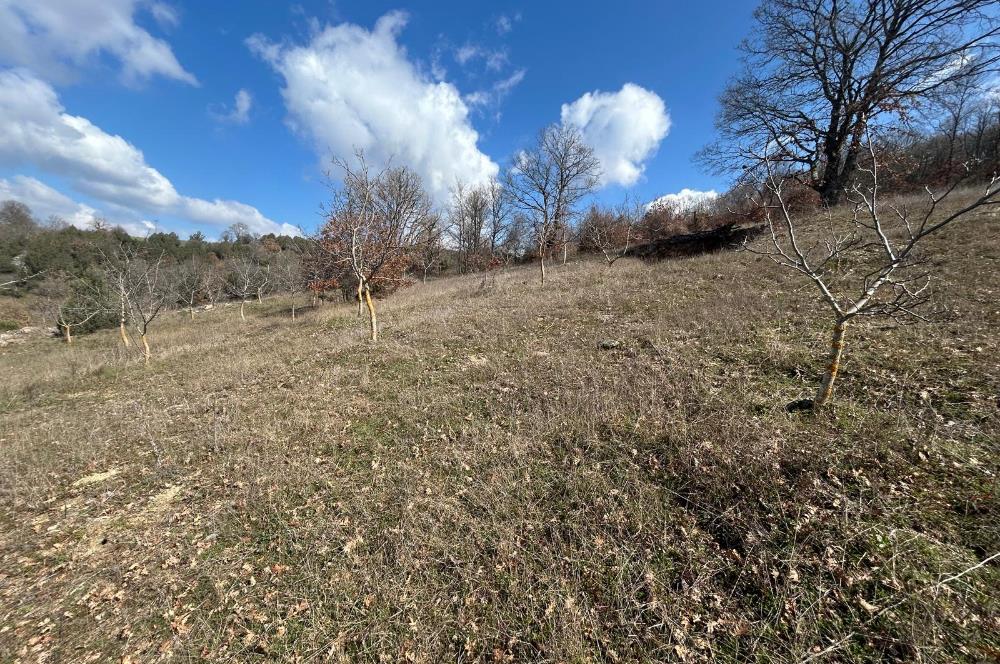 C21 BAL'DAN DURSUNBEY/KARAPINAR MAHALLESİ SATILIK CEVİZLİK