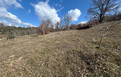 C21 BAL'DAN DURSUNBEY/KARAPINAR MAHALLESİ SATILIK CEVİZLİK