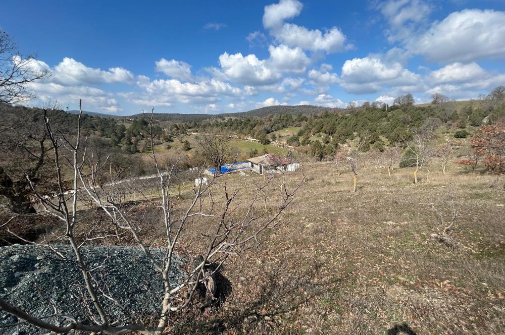 C21 BAL'DAN DURSUNBEY/KARAPINAR MAHALLESİ SATILIK CEVİZLİK