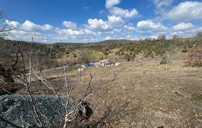 C21 BAL'DAN DURSUNBEY/KARAPINAR MAHALLESİ SATILIK CEVİZLİK