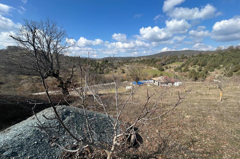 C21 BAL'DAN DURSUNBEY/KARAPINAR MAHALLESİ SATILIK CEVİZLİK