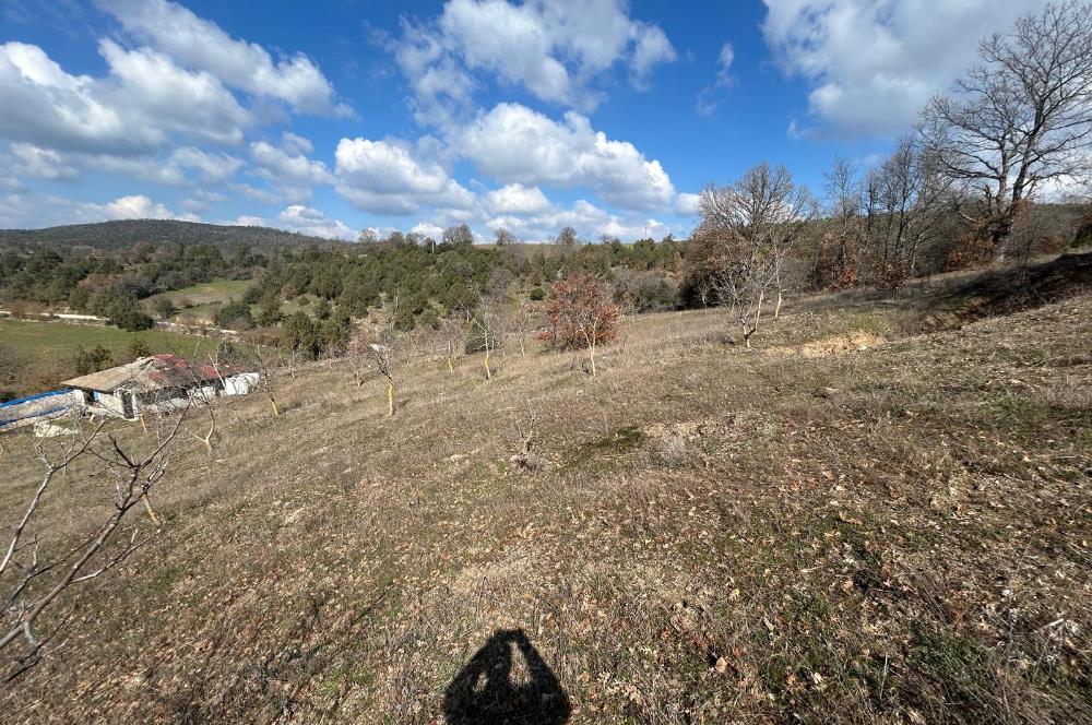 C21 BAL'DAN DURSUNBEY/KARAPINAR MAHALLESİ SATILIK CEVİZLİK