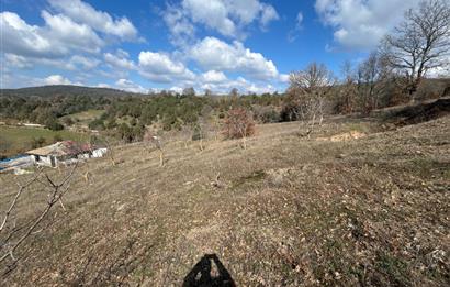 C21 BAL'DAN DURSUNBEY/KARAPINAR MAHALLESİ SATILIK CEVİZLİK