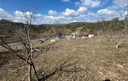 C21 BAL'DAN DURSUNBEY/KARAPINAR MAHALLESİ SATILIK CEVİZLİK