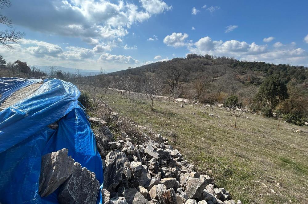 C21 BAL'DAN DURSUNBEY/KARAPINAR MAHALLESİ SATILIK CEVİZLİK