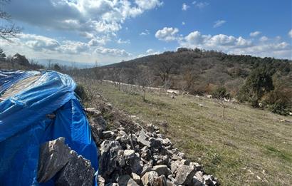 C21 BAL'DAN DURSUNBEY/KARAPINAR MAHALLESİ SATILIK CEVİZLİK