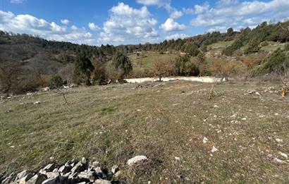 C21 BAL'DAN DURSUNBEY/KARAPINAR MAHALLESİ SATILIK CEVİZLİK