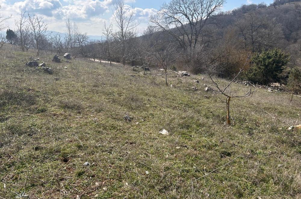 C21 BAL'DAN DURSUNBEY/KARAPINAR MAHALLESİ SATILIK CEVİZLİK