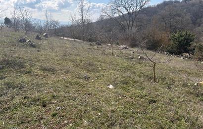 C21 BAL'DAN DURSUNBEY/KARAPINAR MAHALLESİ SATILIK CEVİZLİK