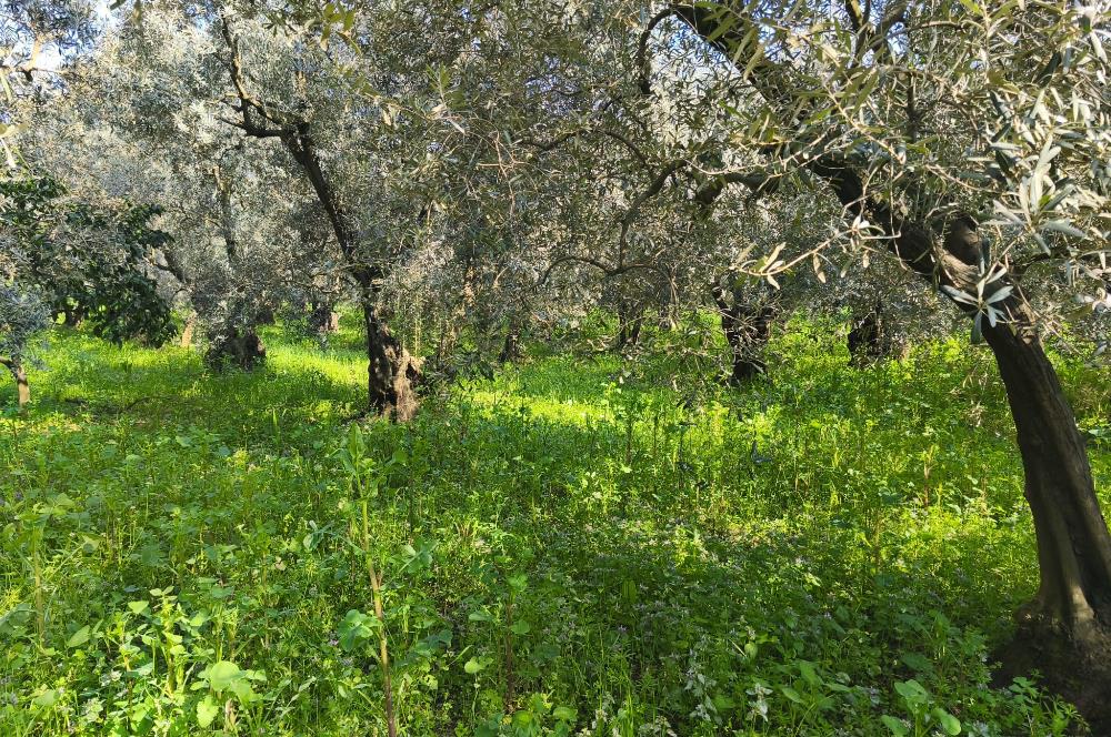 C21 Cius;Engürücük'de Satılık 1813 m² Bakımlı Zeytinlik