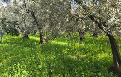 C21 Cius;Engürücük'de Satılık 1813 m² Bakımlı Zeytinlik