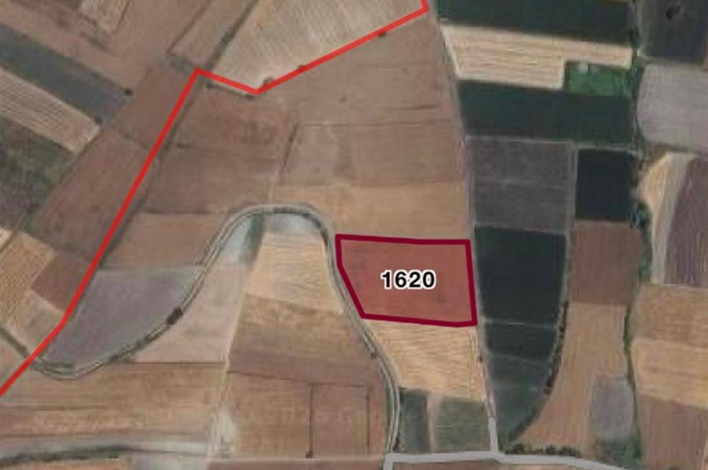 C21 LOCA'DAN YENİCE'DE SATILIK TARLA