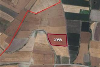 C21 LOCA'DAN YENİCE'DE SATILIK TARLA - 4 - 33076