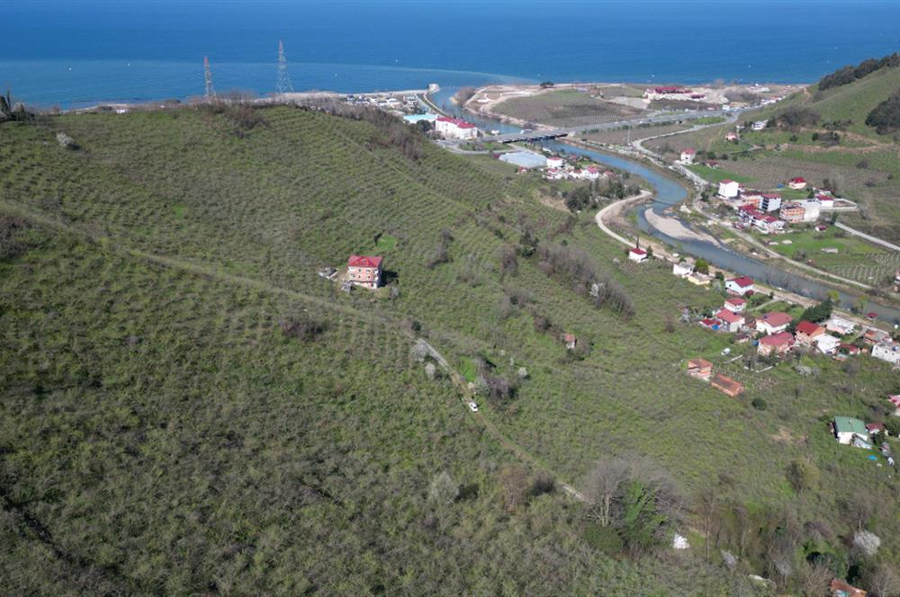 CENTURY'DEN GÜLYALI TURNASUYU MAH. SATILIK FINDIK BAHÇESİ