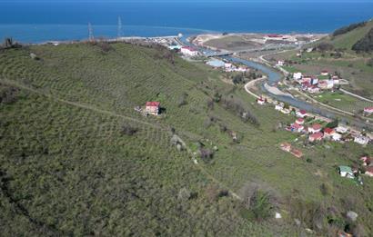 CENTURY'DEN GÜLYALI TURNASUYU MAH. SATILIK FINDIK BAHÇESİ