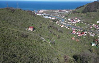 CENTURY'DEN GÜLYALI TURNASUYU MAH. SATILIK FINDIK BAHÇESİ