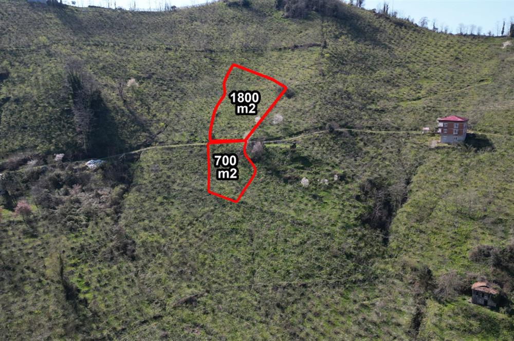 CENTURY21'DEN GÜLYALI TURNASUYU MAH. SATILIK FINDIK BAHÇESİ