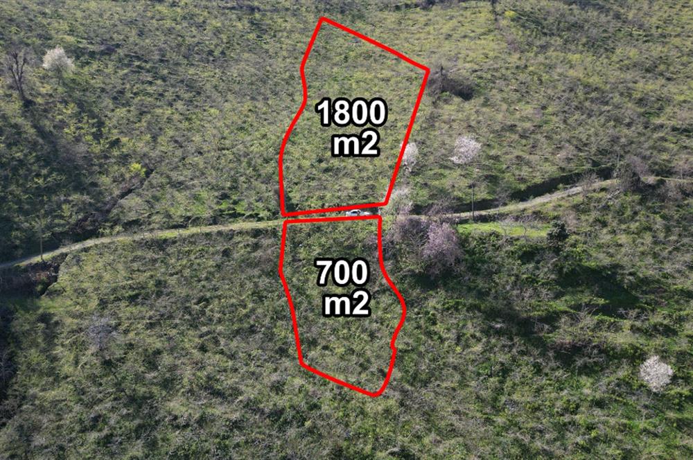 CENTURY21'DEN GÜLYALI TURNASUYU MAH. SATILIK FINDIK BAHÇESİ