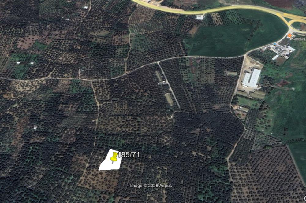 Century 21 Bal'dan Bandırma Edincik Mahallesinde Satılık Zeytinlik