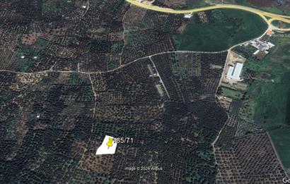 Century 21 Bal'dan Bandırma Edincik Mahallesinde Satılık Zeytinlik