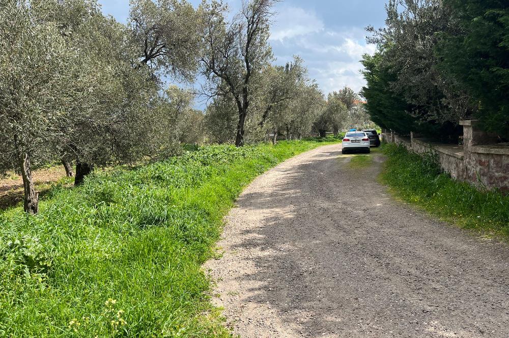 C21 Bal'dan Balıkesir Ayvalık Küçükköy’de Satılık Zeytinlik