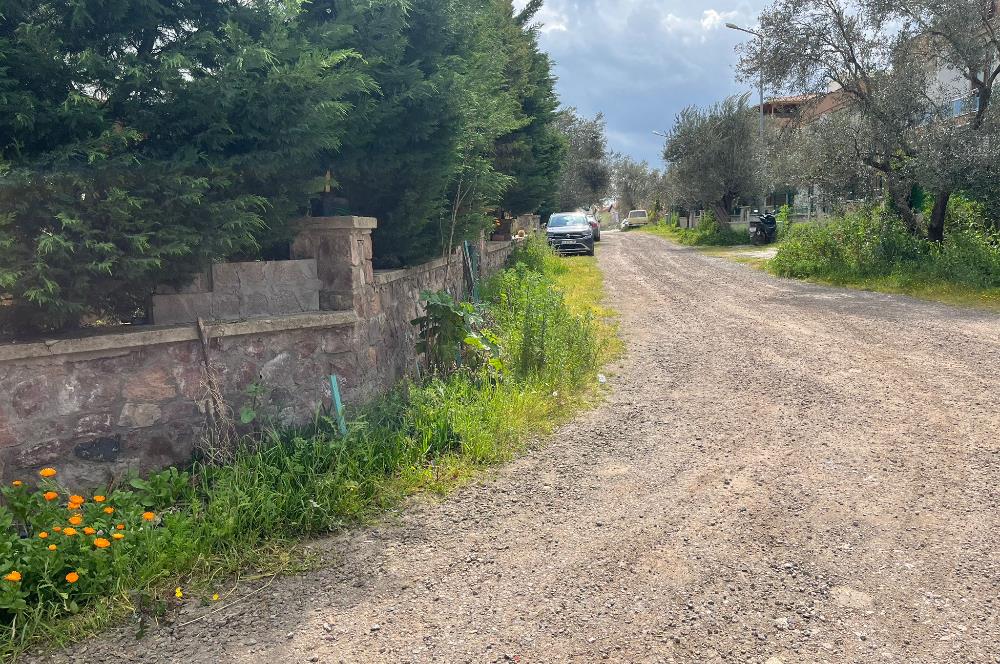 C21 Bal'dan Balıkesir Ayvalık Küçükköy’de Satılık Zeytinlik